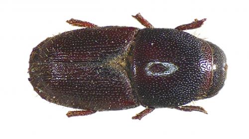 Scolytus intricatus